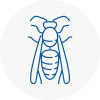 Sauchie Wasp Nest Removal